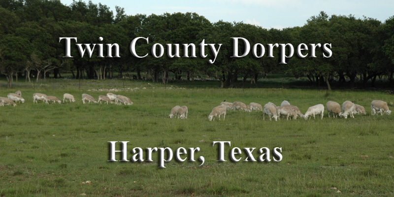 Twin County Dorpers is located in Harper, Texas.
